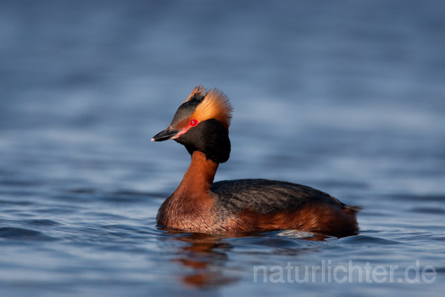 R6770 Ohrentaucher, Slavonian Grebe - Christoph Robiller