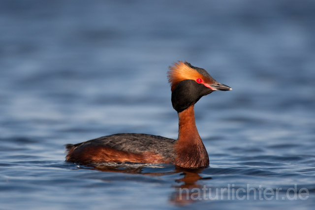 R6772 Ohrentaucher, Slavonian Grebe - Christoph Robiller