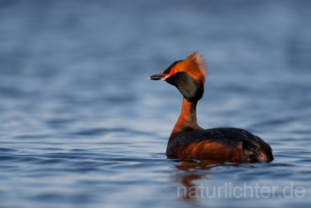 R6774 Ohrentaucher, Slavonian Grebe - Christoph Robiller