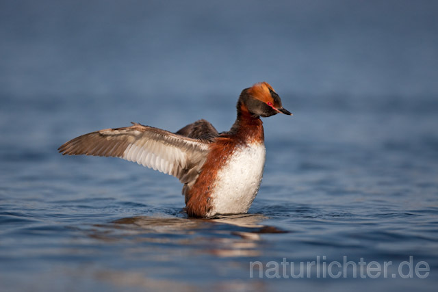 R6780 Ohrentaucher, Slavonian Grebe - Christoph Robiller