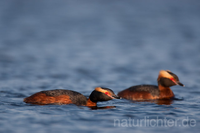 R6782 Ohrentaucher, Slavonian Grebe - Christoph Robiller