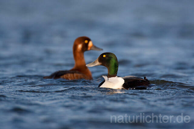 R6784 Bergente, Greater Scaup - Christoph Robiller
