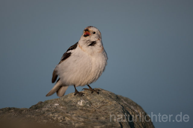 R6840 Schneeammer, Snow Bunting - Christoph Robiller