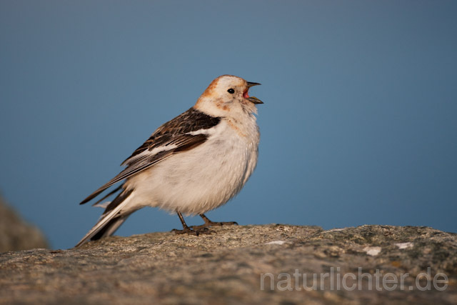 R6842 Schneeammer, Snow Bunting - Christoph Robiller