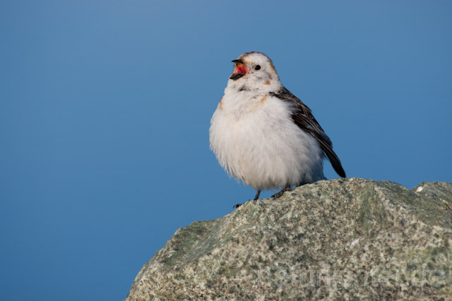 R6844 Schneeammer, Snow Bunting - Christoph Robiller