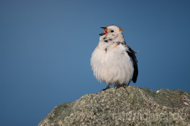 R6856 Schneeammer, Snow Bunting - Christoph Robiller