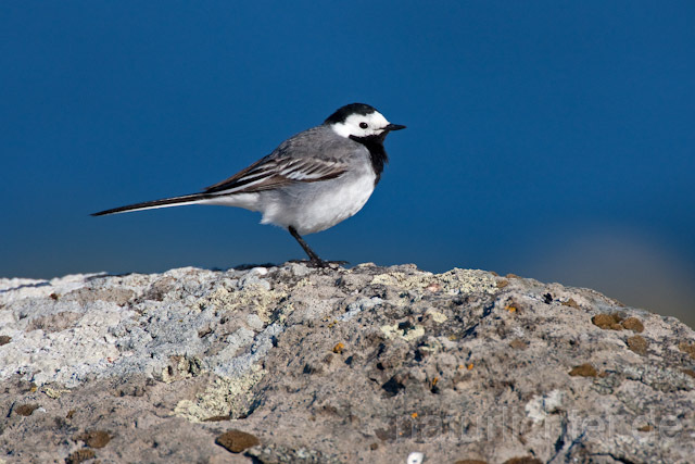 R6971 Bachstelze, White Wagtail - Christoph Robiller