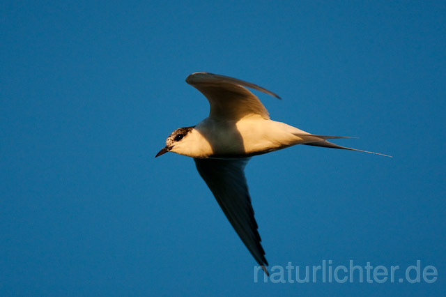 R7215 Küstenseeschwalbe im Flug, Arctic Tern flying - Christoph Robiller