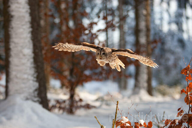 R7468 Waldkauz im Flug, Tawny Owl flying - Christoph Robiller