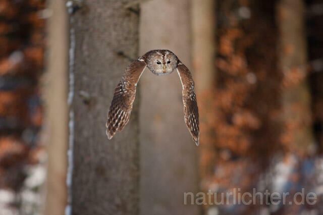 R7469 Waldkauz im Flug, Tawny Owl flying - Christoph Robiller