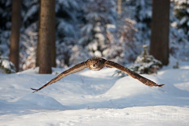 R7471 Uhu im Flug, Eagle Owl flying - Christoph Robiller