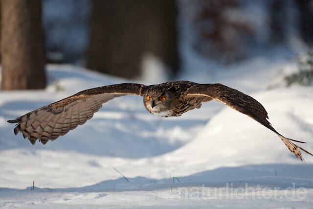 R7474 Uhu im Flug, Eagle Owl flying - Christoph Robiller