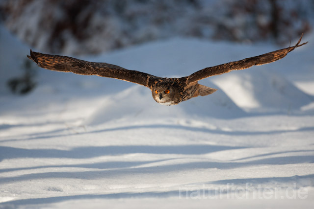 R7476 Uhu im Flug, Eagle Owl flying - Christoph Robiller