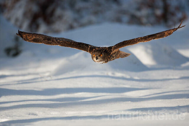 R7476 Uhu im Flug, Eagle Owl flying - Christoph Robiller