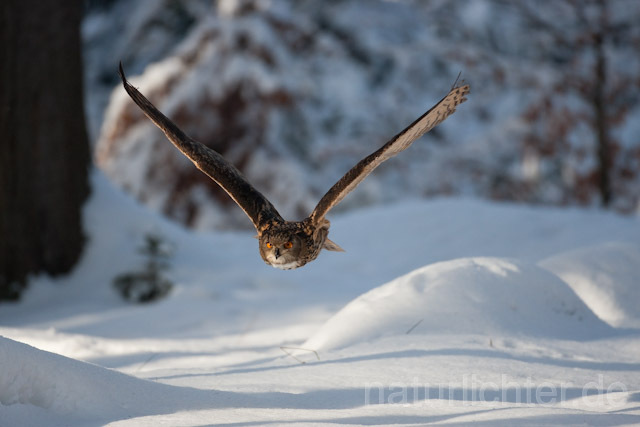 R7477 Uhu im Flug, Eagle Owl flying - Christoph Robiller