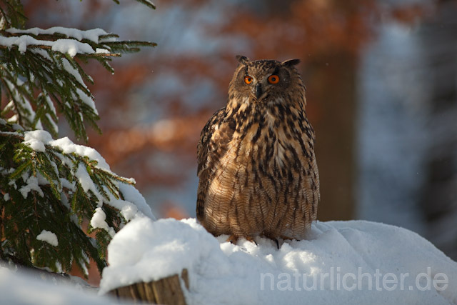 R7517 Uhu, Eagle Owl - Christoph Robiller