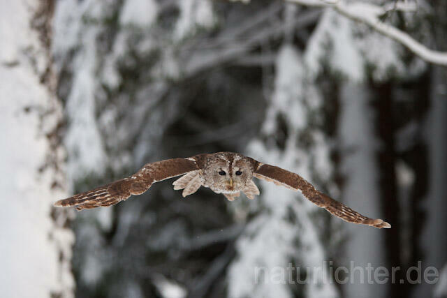 R7522 Waldkauz im Flug, Tawny Owl flying - Christoph Robiller