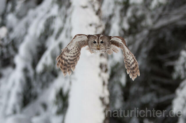 R7523 Waldkauz im Flug, Tawny Owl flying - Christoph Robiller
