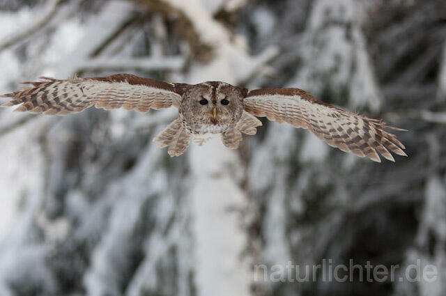 R7524 Waldkauz im Flug, Tawny Owl flying - Christoph Robiller