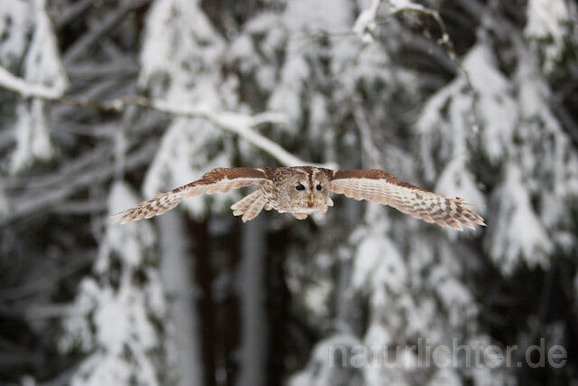 R7525 Waldkauz im Flug, Tawny Owl flying - Christoph Robiller