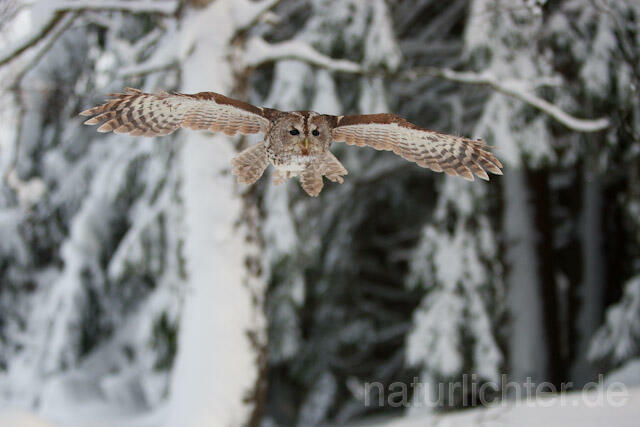 R7526 Waldkauz im Flug, Tawny Owl flying - Christoph Robiller