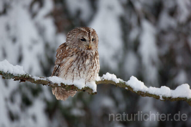 R7547 Waldkauz, Tawny Owl - Christoph Robiller