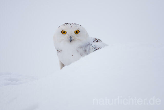R7551 Schnee-Eule, Snowy Owl - Christoph Robiller