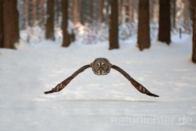 R7557 Bartkauz im Flug, Great Grey Owl flying - Christoph Robiller