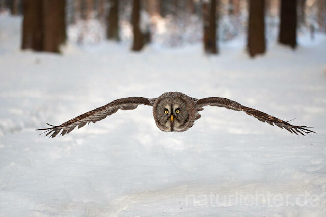 R7558 Bartkauz im Flug, Great Grey Owl flying - Christoph Robiller
