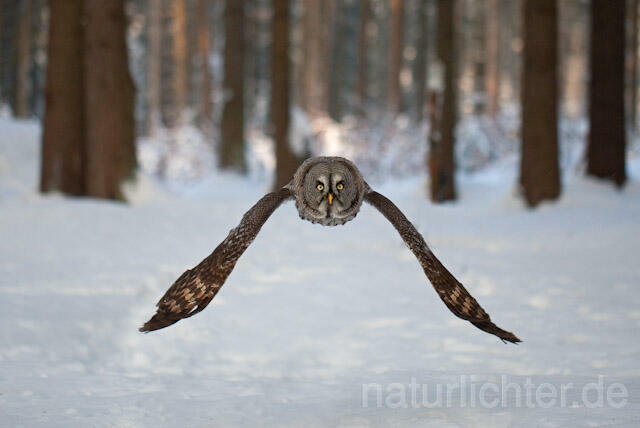 R7559 Bartkauz im Flug, Great Grey Owl flying - Christoph Robiller