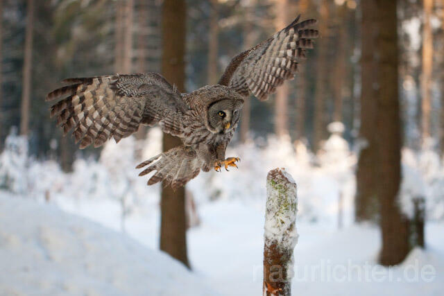 R7562 Bartkauz im Flug, Great Grey Owl flying - Christoph Robiller