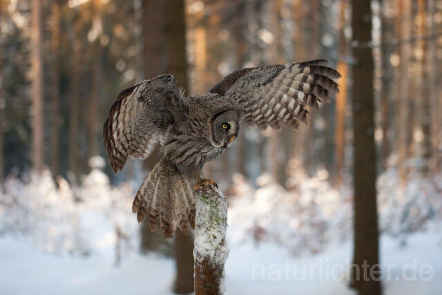 R7563 Bartkauz im Flug, Great Grey Owl flying - Christoph Robiller