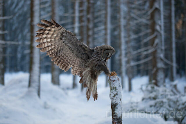 R7567 Bartkauz im Flug, Great Grey Owl flying - Christoph Robiller