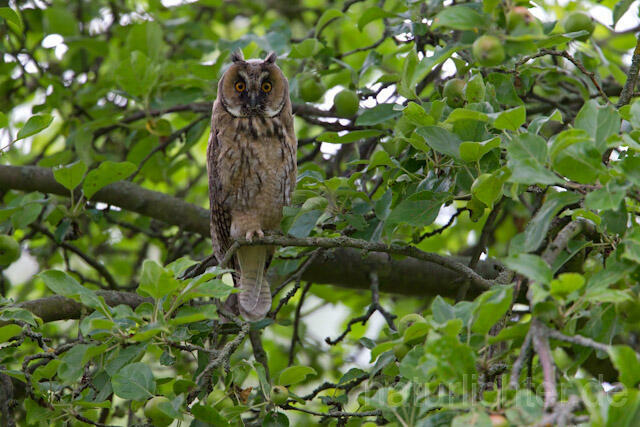 R7745 Waldohreule, Jungvogel, Long-eared Owl - Christoph Robiller