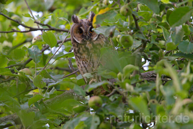 R7746 Waldohreule, Long-eared Owl - Christoph Robiller
