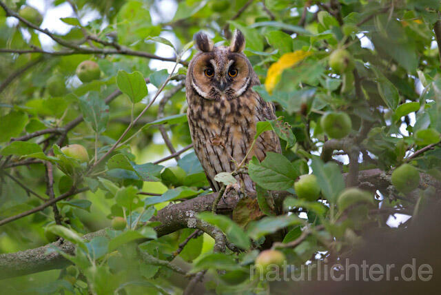 R7749 Waldohreule, Long-eared Owl - Christoph Robiller