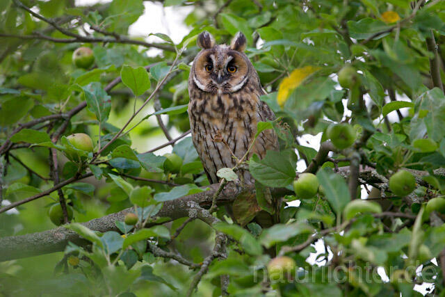 R7750 Waldohreule, Long-eared Owl - Christoph Robiller