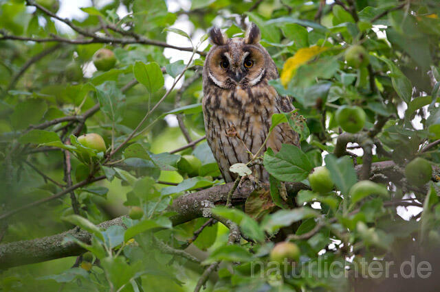 R7751 Waldohreule, Long-eared Owl - Christoph Robiller