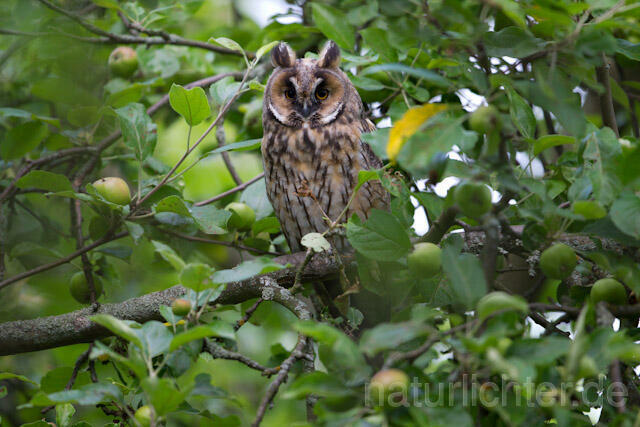 R7752 Waldohreule, Long-eared Owl - Christoph Robiller