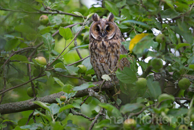 R7753 Waldohreule, Long-eared Owl - Christoph Robiller