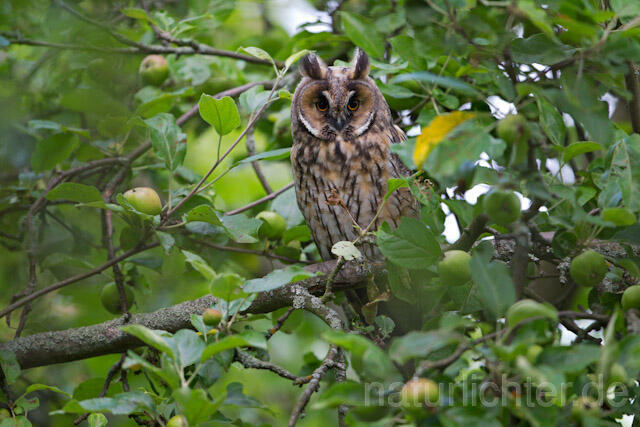 R7754 Waldohreule, Long-eared Owl - Christoph Robiller