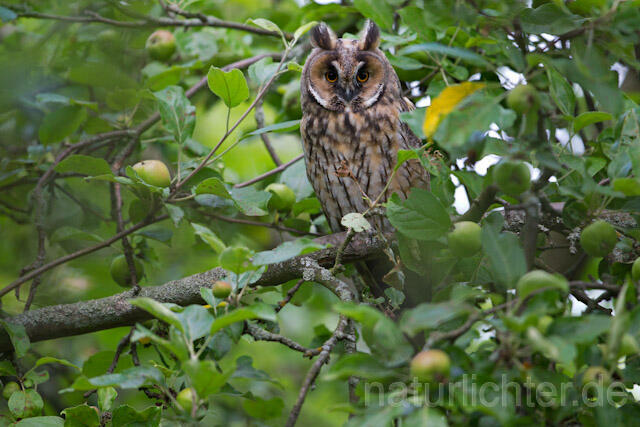 R7756 Waldohreule, Long-eared Owl - Christoph Robiller