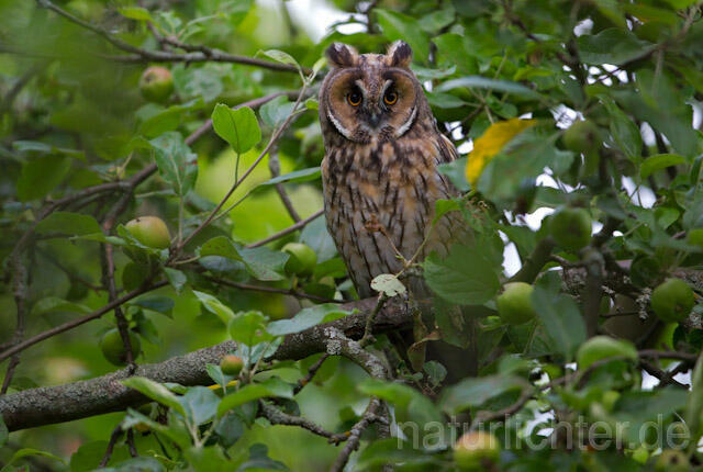 R7759 Waldohreule, Long-eared Owl - Christoph Robiller