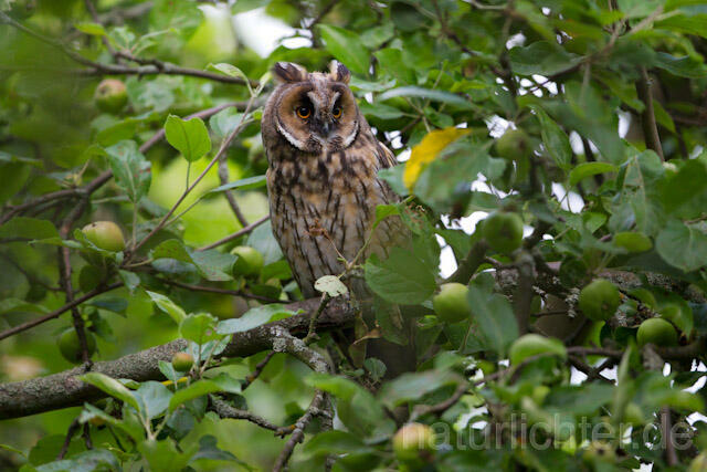 R7760 Waldohreule, Long-eared Owl - Christoph Robiller