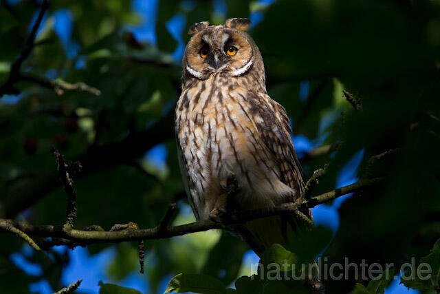 R7761 Waldohreule, Long-eared Owl - Christoph Robiller