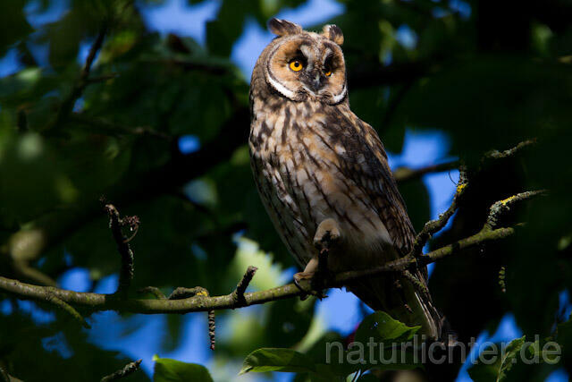 R7769 Waldohreule, Long-eared Owl - Christoph Robiller