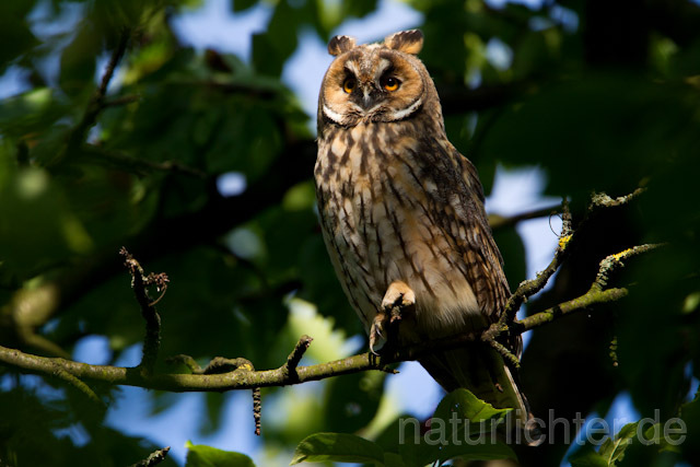 R7773 Waldohreule, Long-eared Owl - Christoph Robiller