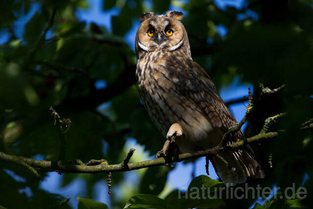 R7774 Waldohreule, Long-eared Owl - Christoph Robiller