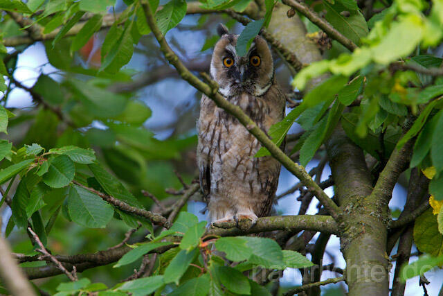 R7778 Waldohreule, Jungvogel, Long-eared Owl - Christoph Robiller