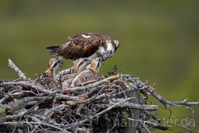 R7854 Fischadler am Horst, Osprey at nest - Christoph Robiller